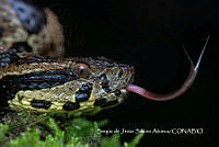 MN6PG0353 Daboia russelii.jpg