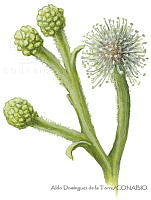 ADDLT0009 Conocarpus erectus.JPG