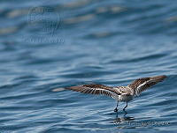 MGaves 2329 Phalaropus lobatus.jpg