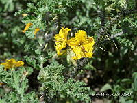 JF140 0322 Solanum rostratum.jpg