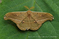 JCGM03126 Copaxa lavendera.jpg