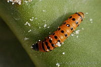 OIEA0014 Cactoblastis cactorum.jpg