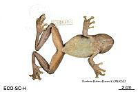 ME006 herp SCLC 0018 Smilisca cyanosticta - (H.M. Smith, 1953).jpg