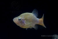 IMDOC2349 Xenotoca eiseni.jpg