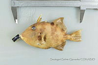 SGQ1123 Balistes capriscus.jpg