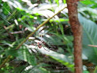 MCS093 Leucauge sp..JPG