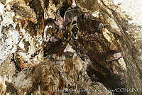 AAGC0080 Macrotus californicus.jpg