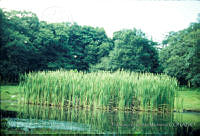 FGM1240 Typha sp..JPG