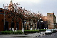 MAR0069 Erythrina americana.jpg
