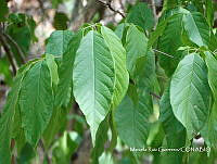 MRG-2017-333 Handroanthus impetiginosus (MEGA-10ago17-c).JPG