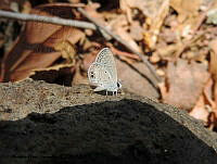 ADJ0391 Hemiargus ceraunus ssp. astenidas.jpg