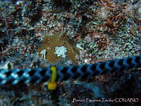 BFZ0063 Agaricia agaricites.jpg