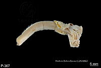 ME006 Pol 0181 Spirobranchus giganteus.jpg