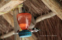 FBA0957 Doricha eliza.jpg