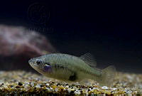 IMDOC2354 Xenotoca lyonsi.jpg