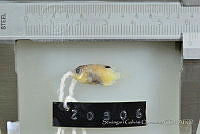 SGQ0813 Stegastes diencaeus.jpg