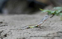 AAKVDH 0483 Callisaurus draconoides.JPG