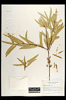 102076 Quercus viminea.jpg