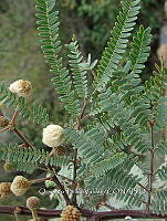 OTVBK029 0062 Acacia subangulata.jpg