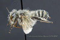 CGVM1201 Megachile parallela.jpg