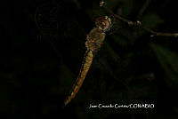 JCC0097 Pantala flavescens.JPG
