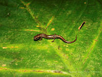 JLALyEPA0007 Parvimolge townsendi.jpg