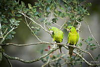 MASM08133 Psittacidae.jpg