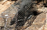 IE003 0092 Mephitis macroura.jpg