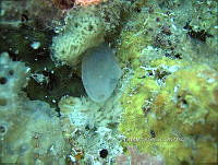 NE018 1002 almeja.jpg