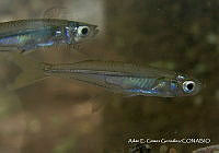 FM005 004 Atherinella alvarezi.tif