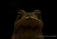 CROO04 Bufonidae.JPG