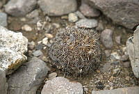 CAR 0048 Mammillaria napina.jpg