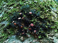 MBR001 Lecanoromycetes.jpg