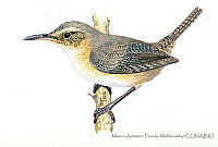 MAPM1200 Troglodytes sissonii.jpg