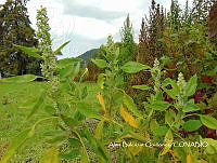 ZG007 0172 Chenopodium berlandieri.jpg