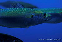 MS0127 Scomber japonicus.jpg