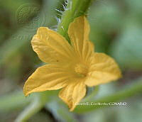 RG055 0242 Cucumis anguria.JPG