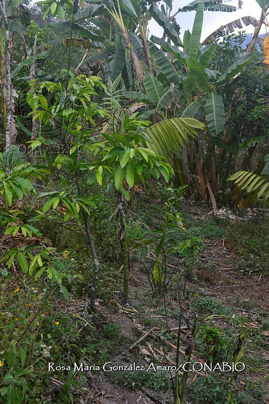SG019%200408%20Citrus%20sinensis.jpg.nye yffzMTGrv6ljQA3g0JtbmFja29CbnFuZ3NAbXJ6LGtwZwA.B0kqNlbM4b