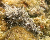 AEG0099 Stylocheilus striatus.jpg