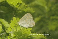 JCC0115 Lycaenidae.JPG