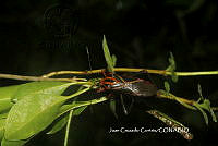 JCC0171 Machtima mexicana.JPG