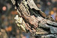 AIV035 Smilisca baudinii.JPG