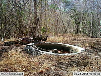 MAGB 0171 Ortalis wagleri.JPG