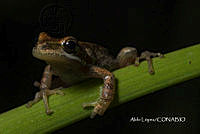 MN6F0181 Pseudacris hypochondriaca.jpg