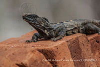 ZAPF0381 Ctenosaura pectinata.jpg