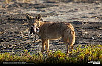 Coyote_Alejandro Boneta.jpg