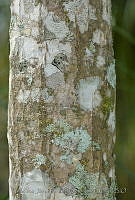 FJRS0037 Beaucarnea recurvata.jpg