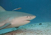 CNS1267 Carcharhinus leucas.jpg