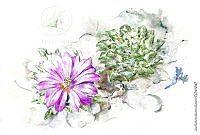 JMRM0019 Ariocarpus kotschoubeyanus.jpg