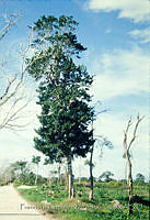 FGM1345 Brosimum alicastrum.JPG